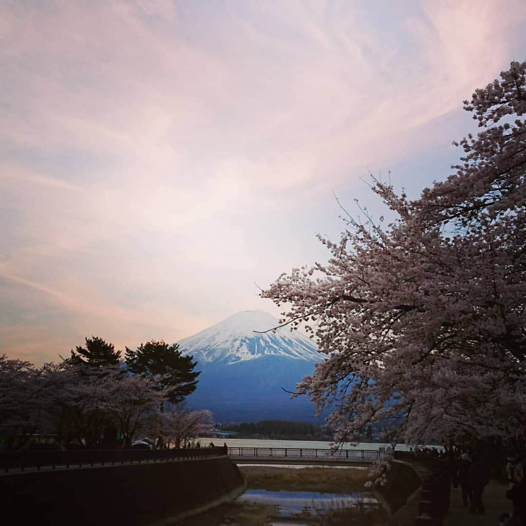 富永美樹さんのインスタグラム写真 - (富永美樹Instagram)「東京から戻ってきたら#満開🌸  #桜 #河口湖 #富士山 #桜満開  多分#関東 では#最遅組   見に来て～😊💕 #山梨県 #富士北麓 #標高高め」4月8日 12時45分 - miki.tominaga.official