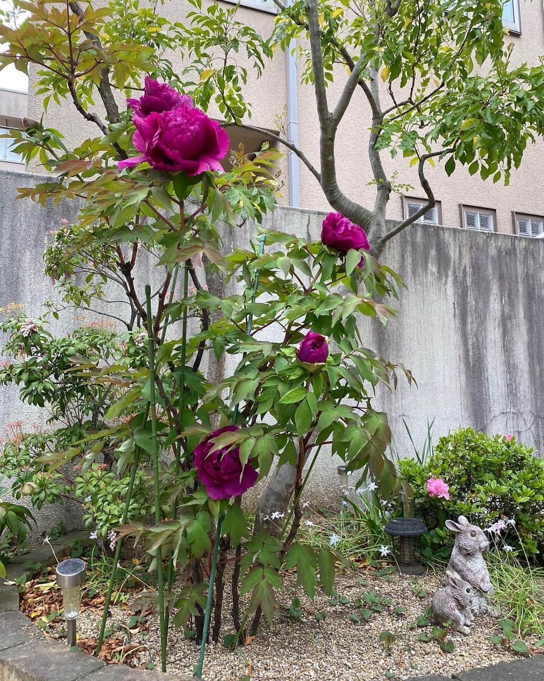 榊原郁恵さんのインスタグラム写真 - (榊原郁恵Instagram)「. 今朝、仕事に行く道中、 ハナミズキが咲いてるのに気づきました。 そして　我が家にはボタンが見事に花開いてます。  これはね以前、美輪明宏さんから渡辺に楽屋見舞いとして鉢で頂いたお花。 それを植え替えたら…我が家に根付いて、我が家の庭を華やかにしてくれてます❣️  そして土曜日・エフヨコ『 #虫の知らせ 』のゲストは池上季実子さん❣️ こちらも華やか〜❣️大好きなんだ〜💕聴いて下さい。  そして赤坂ACTシアターでは本日もハリーポッターと呪いの子2回公演頑張ります✌️  皆さんも　良い週末を‼️  #fmyokohama  #並木良和  #池上季実子  #ハナミズキ  #牡丹  #舞台ハリーポッターと呪いの子」4月8日 12時46分 - sakakibara.ikue