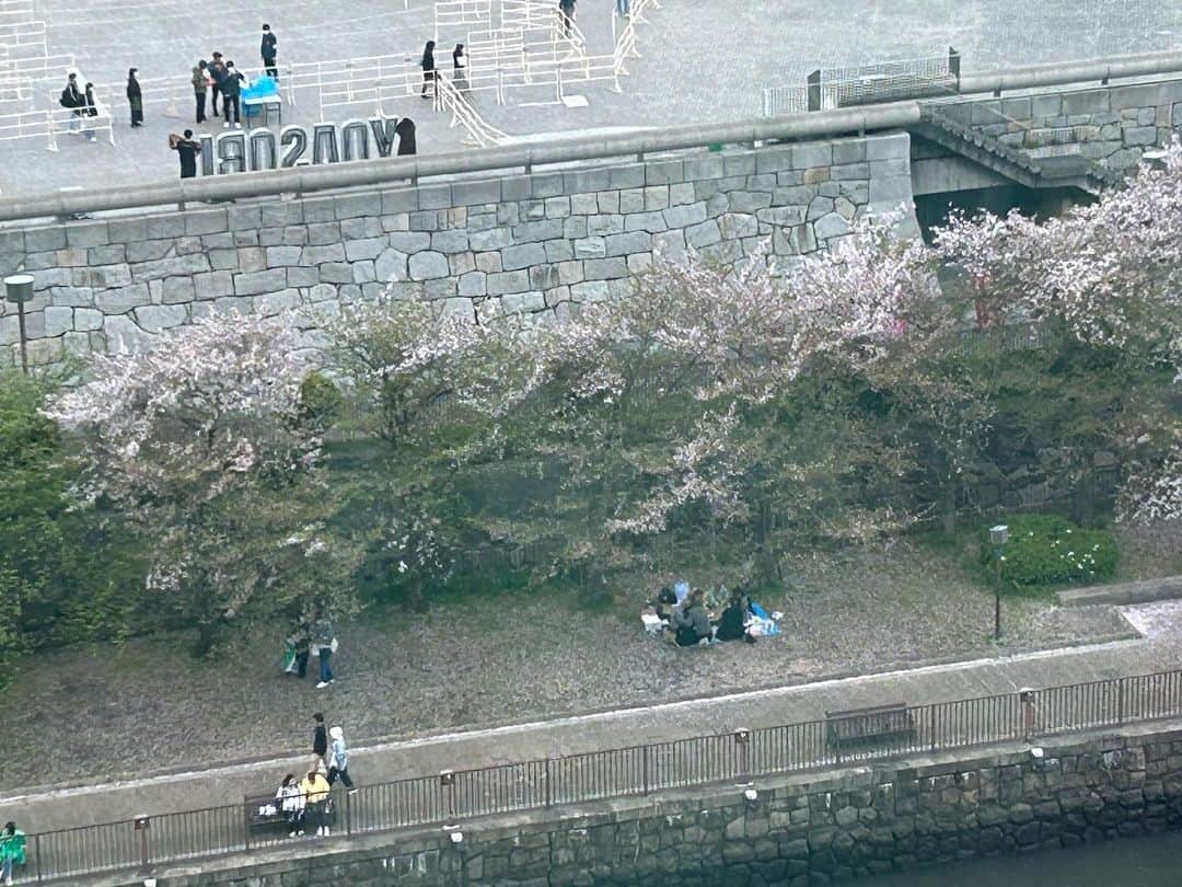 牧野誠三さんのインスタグラム写真 - (牧野誠三Instagram)「この春最後の🌸花見ですね！シートを敷き、お弁当を広げる光景が見えていました。 新緑に、散る桜。季節の移ろいを見せてくれています。 大阪城公園太陽の広場は‥‥なんだろ？屋台などテント? 何かイベントやってますねー。 新学期、入学式、春を愛でる人々の姿を見て、よし！がんばろーと思います。 選挙も🗳️行くぞー！ #大阪城公園 #太陽の広場 #花見客 #桜の下 #お弁当 #ytv元アナウンサー #元読売テレビ #牧野誠三」4月8日 12時50分 - makino_seizo_freeter
