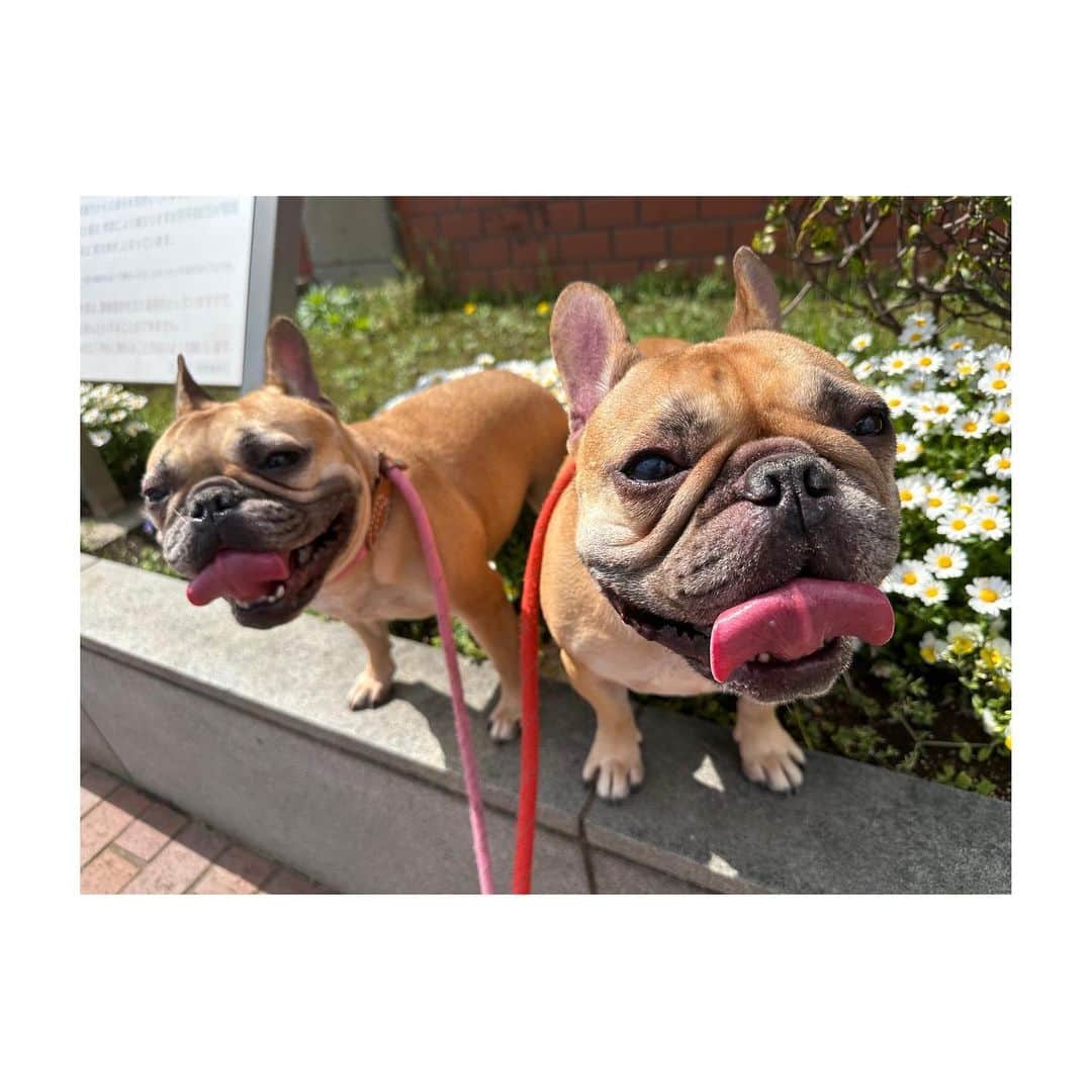 のインスタグラム：「😮‍💨癒し､､､❤️❤️❤️🐾  #フレンチブルドッグ」
