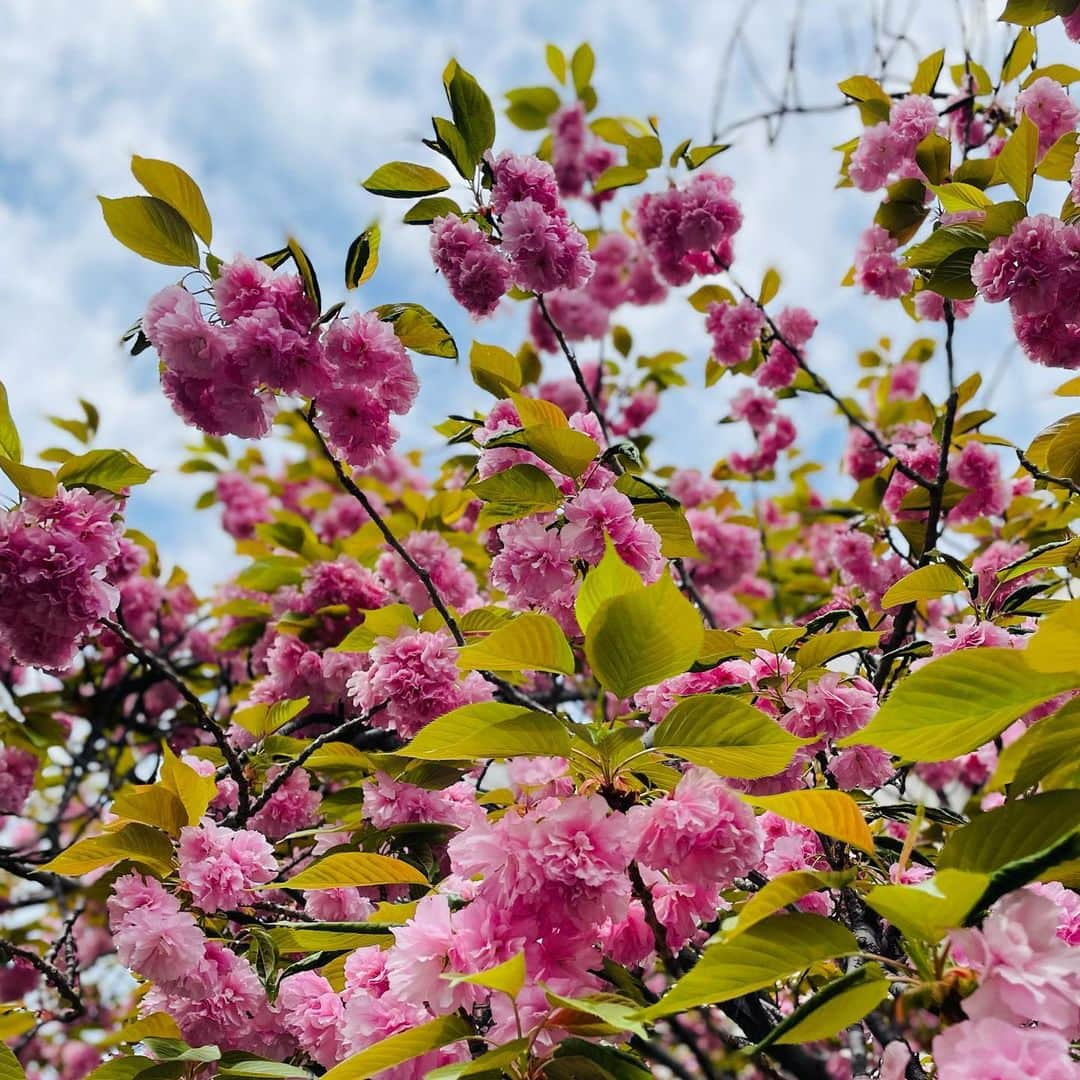 望月理恵さんのインスタグラム写真 - (望月理恵Instagram)「八重桜🌸  #桜を撮りすぎる #4月8日 #花まつり #お釈迦様のお誕生日 #DAIGOさんのお誕生日 #おめでとうございます」4月8日 13時39分 - mochiee28