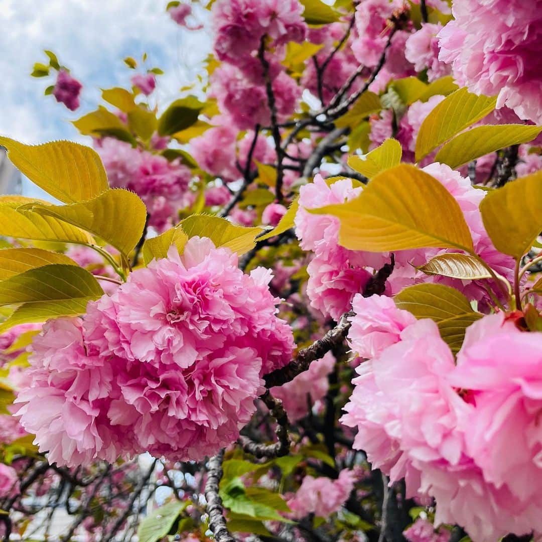 望月理恵さんのインスタグラム写真 - (望月理恵Instagram)「八重桜🌸  #桜を撮りすぎる #4月8日 #花まつり #お釈迦様のお誕生日 #DAIGOさんのお誕生日 #おめでとうございます」4月8日 13時39分 - mochiee28
