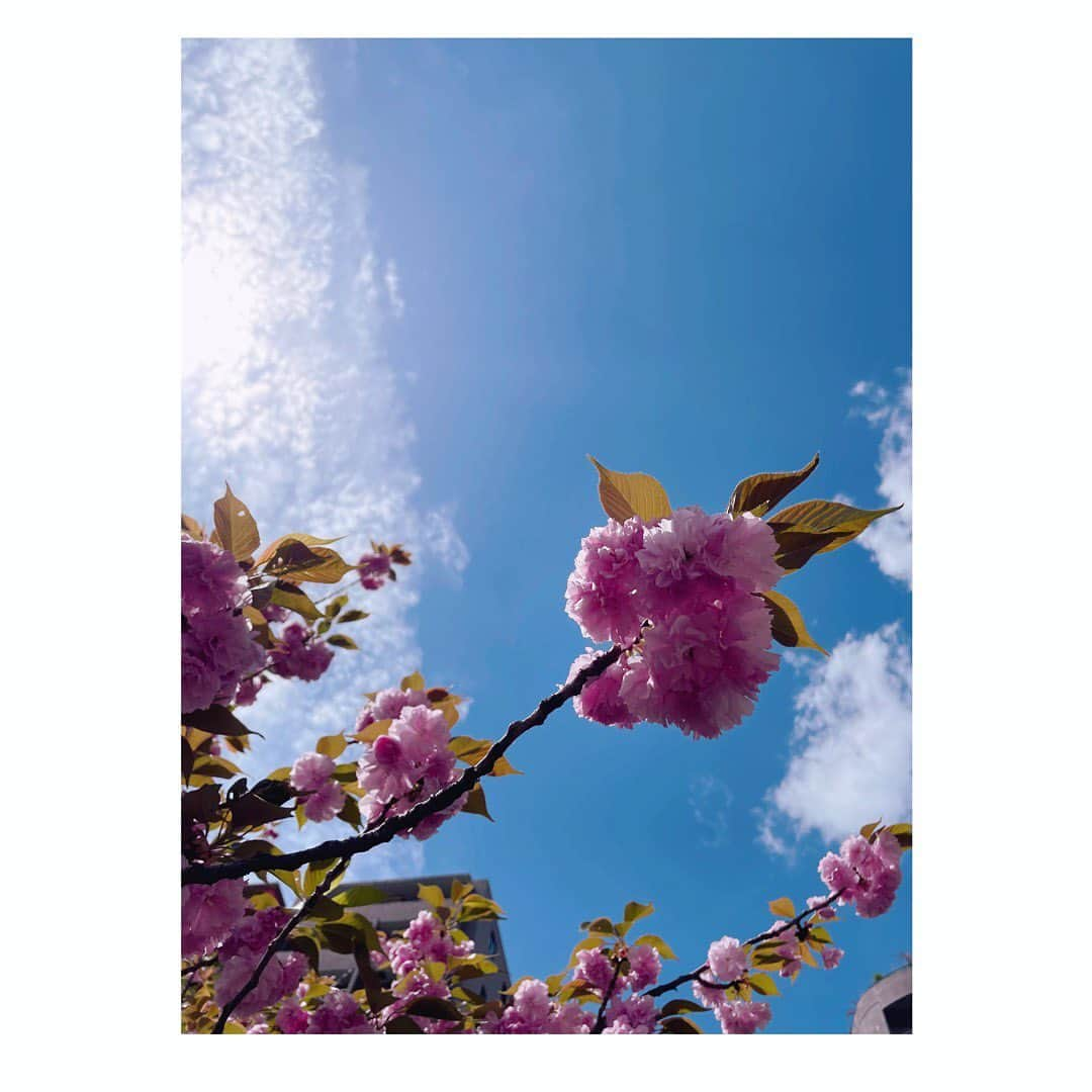 望月理恵さんのインスタグラム写真 - (望月理恵Instagram)「八重桜🌸  #桜を撮りすぎる #4月8日 #花まつり #お釈迦様のお誕生日 #DAIGOさんのお誕生日 #おめでとうございます」4月8日 13時39分 - mochiee28