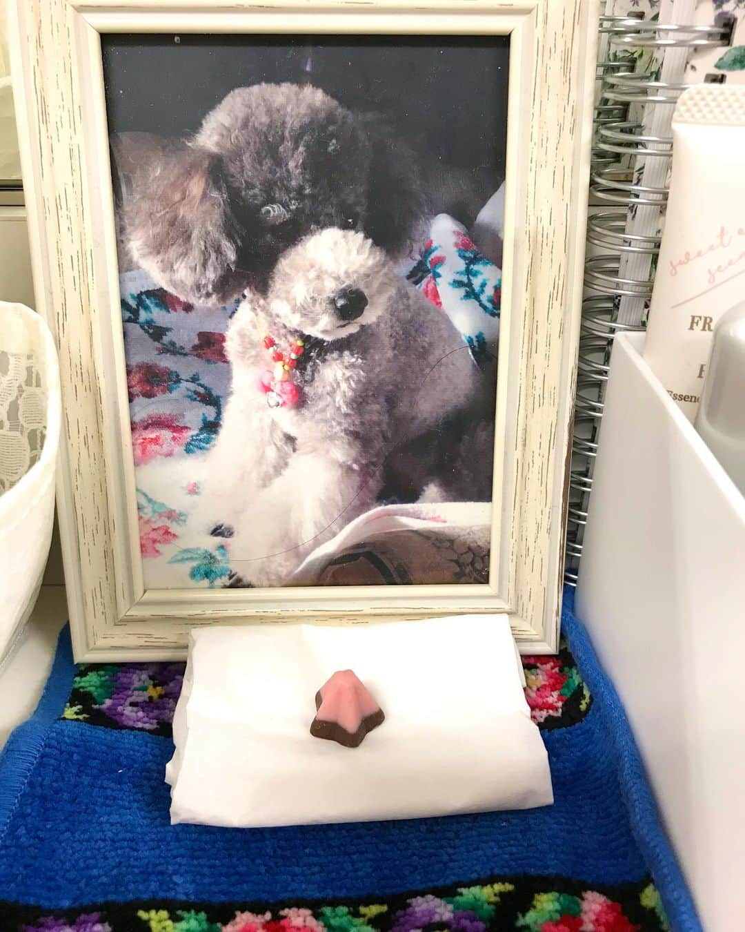 岡まゆみのインスタグラム：「マチルダ  マチネ順調に進んでいます！ 私の化粧前で、みゆが見守ってくれてます❣️アボロのファイブスターはみゆちゃんのものです❣️ 今日も素敵な舞台に‼️頑張ってまーす😊 #マチルダ#化粧前#マチネ#アボロチョコ#ファイブスター#岡まゆみ」