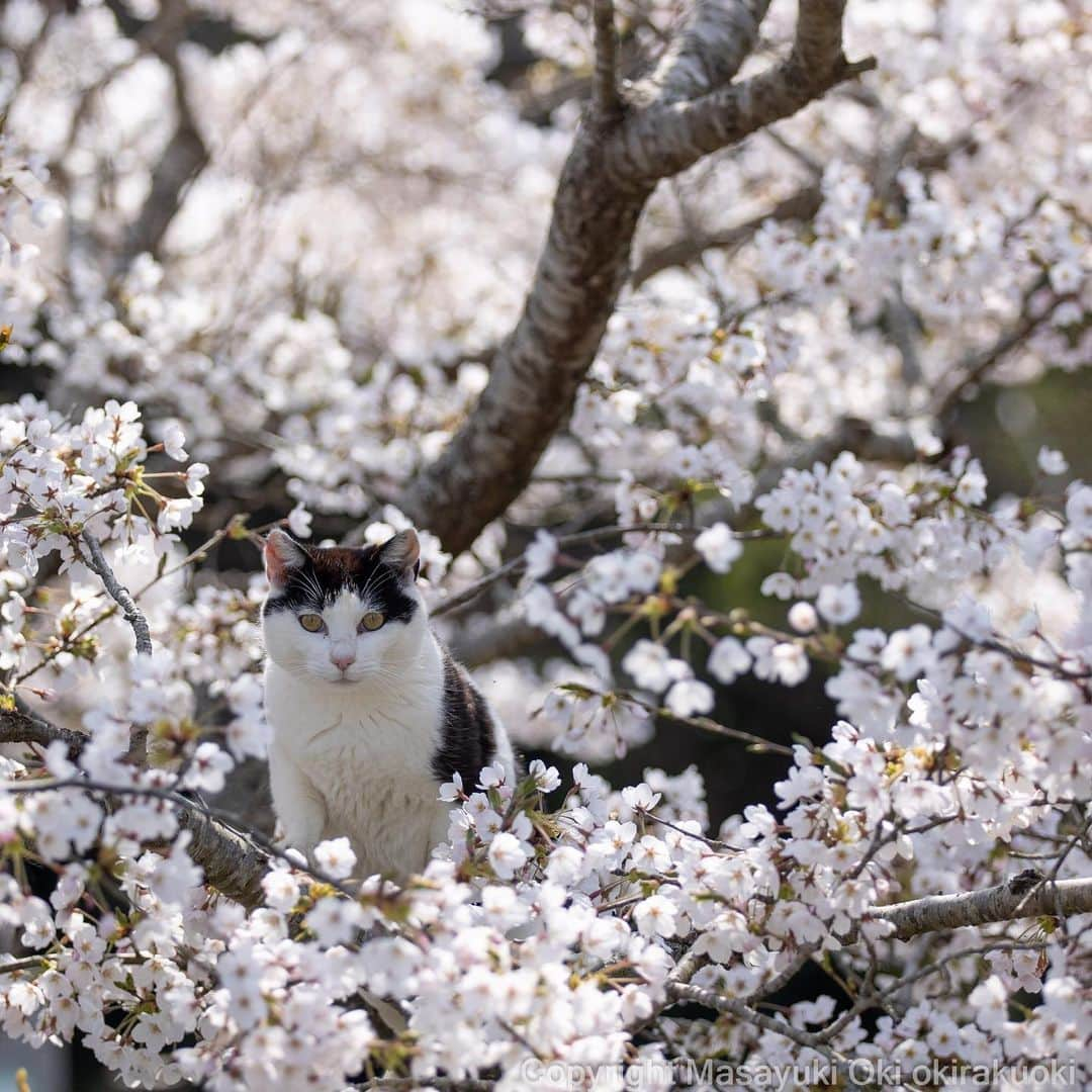 Masayukiさんのインスタグラム写真 - (MasayukiInstagram)「桜とねこ。  #cat #ねこ #猫 #東京カメラ部 #nekoclub #catsofinstagram #cats_of_world #catstagram #ig_Japan  #mmgtw #cat_features #kings_cats #happycatclub #catloversclub #pleasantcats #raw_pets #my_eos_photo  #yourshotphotographer」4月8日 13時50分 - okirakuoki