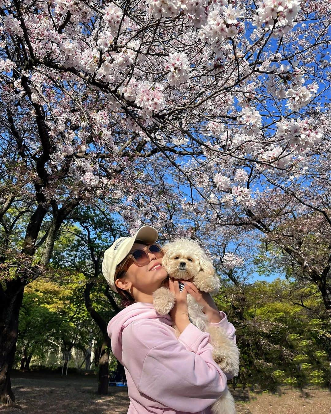 ななぴのインスタグラム：「🌸🌸🌸🌸🌸  #yoyogipark #代々木公園 #お花見 #お散歩 #ペキニーズプードル #ペキプー　#お散歩🐾 #わんこのいる生活」