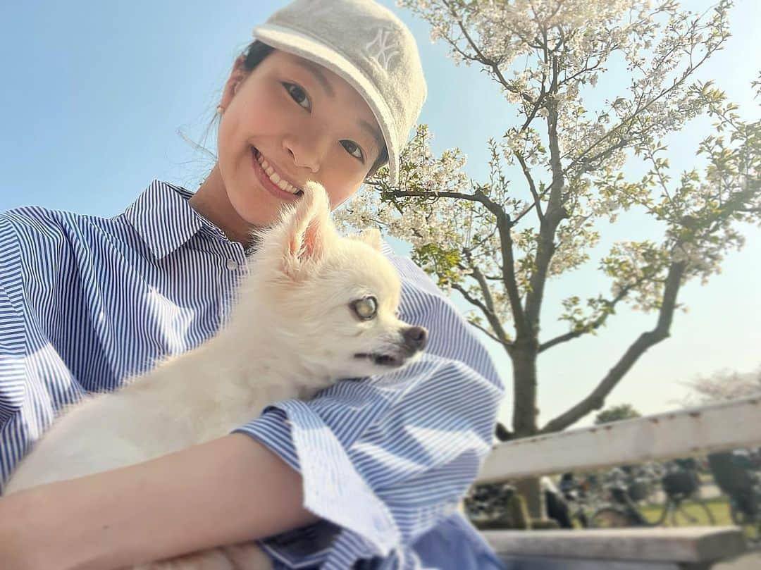 下村彩里のインスタグラム：「不安定な天気が続いていましたが...  明日西日本や東日本は青空が広がる予報です☀️  季節の変わり目、 体調に気をつけてお過ごしください😌  #春を楽しむ #キトリ #桜が散る前に #お花見沢山できました  #下村彩里」