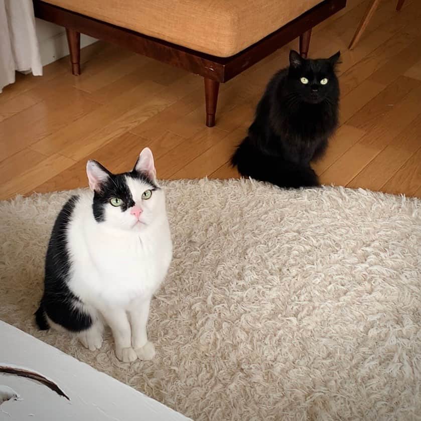 OKAのインスタグラム：「仲良くしてた？　んー  #保護猫兄妹」