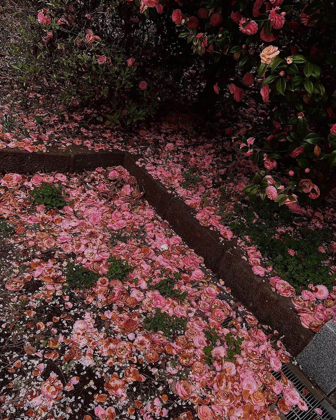大森靖子さんのインスタグラム写真 - (大森靖子Instagram)「仙台　#榴岡公園」4月8日 23時48分 - omorimori