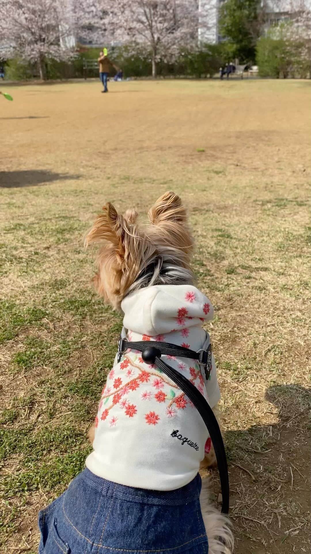 Rubyのインスタグラム：「2003🌸 📸2023.3.22 桜が咲き始めた頃。 ルビたんは公園の小さな丘から桜や楽しそうな人を眺めていました。 これぞ本当のお花見だね。  ルビーは何を想いながら桜を眺めていたのかな。 私はこの時期、桜ももちろん好きだけど、笑顔で桜を見上げる人たちを見るのが大好きです。  #yorkie #yorkshireterrier #ヨーキー #ヨークシャテリア　#桜 #桜2023 #世田谷」