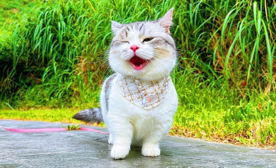 Aww Clubのインスタグラム