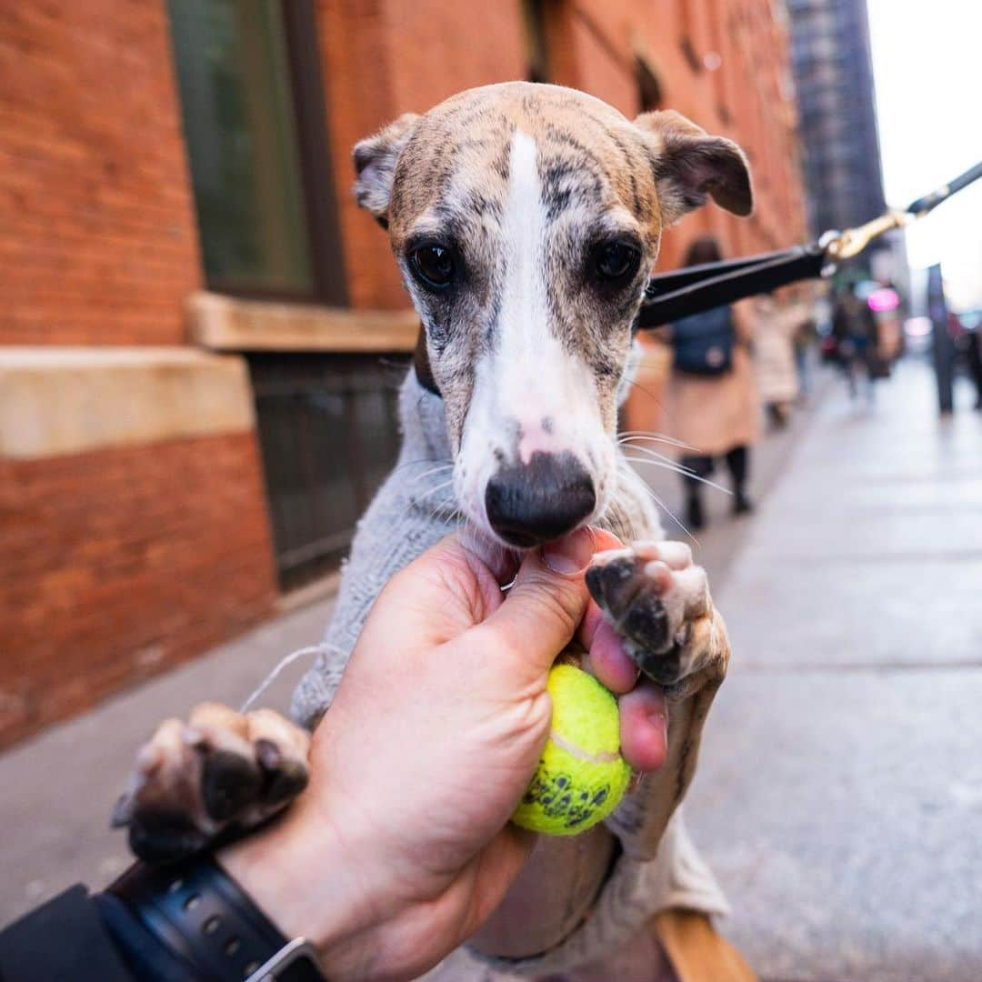 The Dogistさんのインスタグラム写真 - (The DogistInstagram)「Tulip, Whippet (2 y/o), Prince & Crosby St., New York, NY • “For a Whippet, she’s really friendly – not at all aloof or skittish. She truly is either a million miles an hour or sleepy. My mom hand knitted her sweater.”」4月9日 0時06分 - thedogist