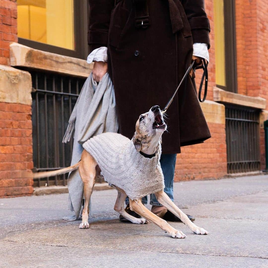 The Dogistさんのインスタグラム写真 - (The DogistInstagram)「Tulip, Whippet (2 y/o), Prince & Crosby St., New York, NY • “For a Whippet, she’s really friendly – not at all aloof or skittish. She truly is either a million miles an hour or sleepy. My mom hand knitted her sweater.”」4月9日 0時06分 - thedogist