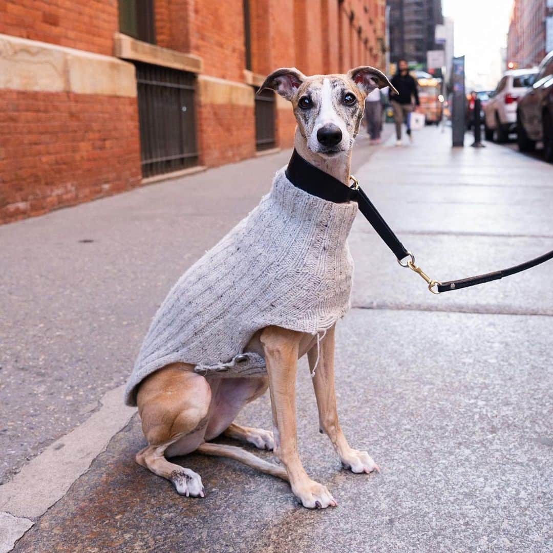 The Dogistさんのインスタグラム写真 - (The DogistInstagram)「Tulip, Whippet (2 y/o), Prince & Crosby St., New York, NY • “For a Whippet, she’s really friendly – not at all aloof or skittish. She truly is either a million miles an hour or sleepy. My mom hand knitted her sweater.”」4月9日 0時06分 - thedogist