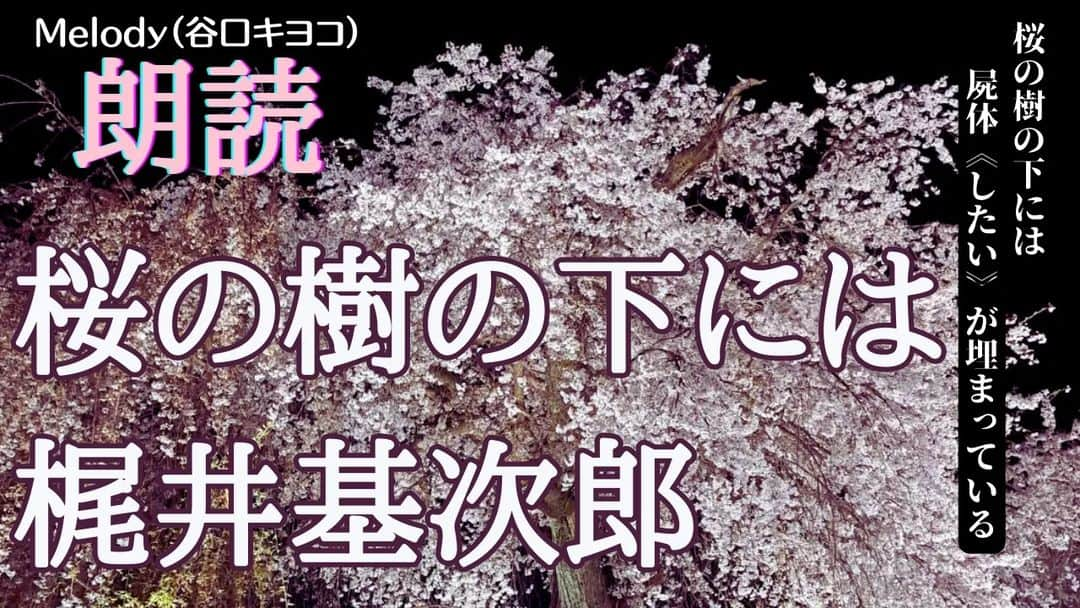 谷口キヨコさんのインスタグラム写真 - (谷口キヨコInstagram)「YouTube魔女ラジライブラリーで朗読やってます。今夜公開は私の朗読です。満開から散りゆく桜🌸。その樹の下には…思いを馳せながら聞いてくださいね。 #魔女ラジ　#谷口キヨコ　#キヨピー　#桜の樹の下には #朗読　#満開　#散り初め #梶井基次郎」4月9日 0時25分 - kiyokotaniguchi