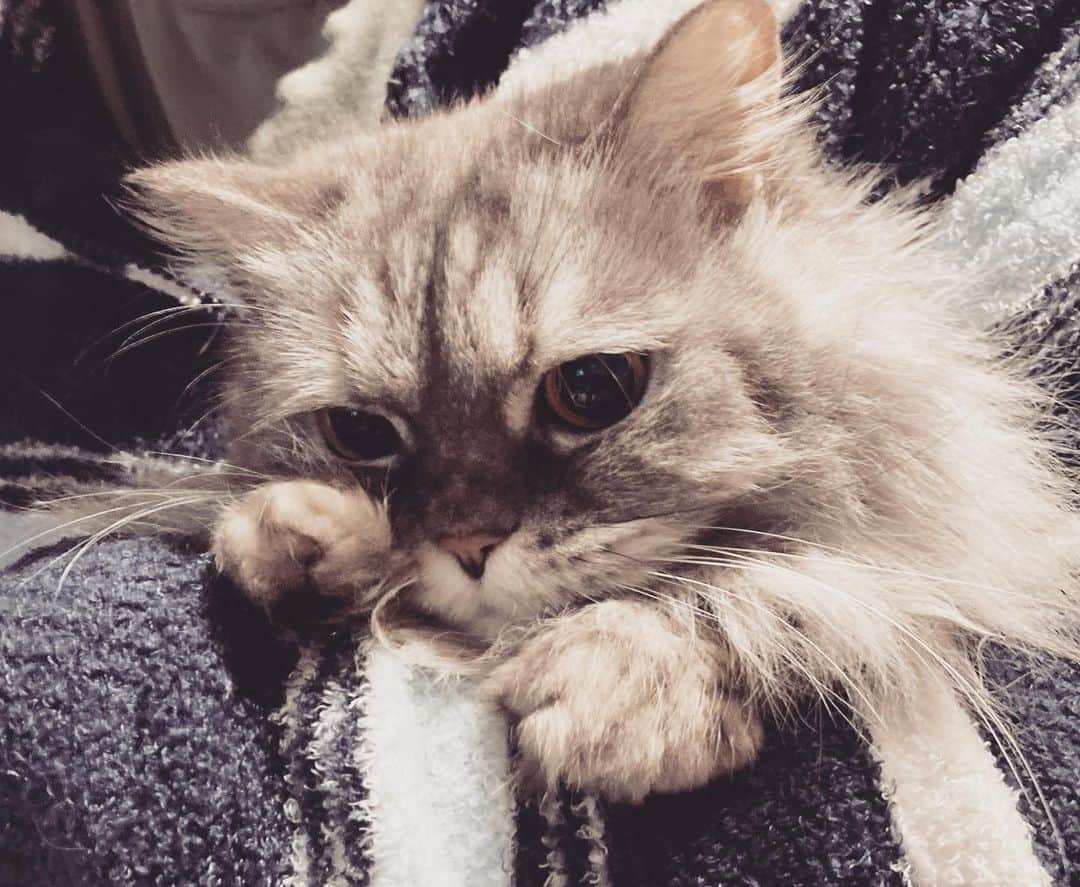 藤原ゆかのインスタグラム：「毎日可愛くてすごい🐈 #munchkin」