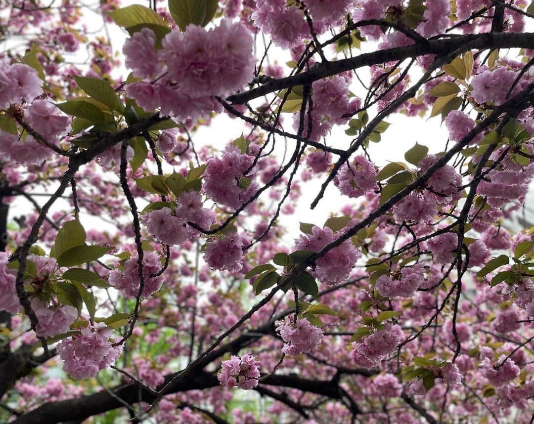草間淑江さんのインスタグラム写真 - (草間淑江Instagram)「🌸  ソメイヨシノが終わったと思った頃に咲く八重桜。  浅草地元の公園、今満開🌸  もりもりなお花が可愛いですね💕  #八重桜🌸 #満開#モリモリのお花」4月8日 15時53分 - yoshie_kusama