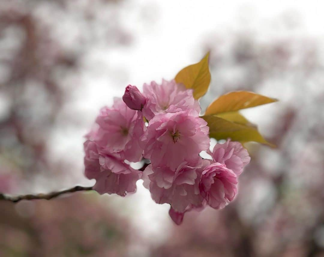 草間淑江さんのインスタグラム写真 - (草間淑江Instagram)「🌸  ソメイヨシノが終わったと思った頃に咲く八重桜。  浅草地元の公園、今満開🌸  もりもりなお花が可愛いですね💕  #八重桜🌸 #満開#モリモリのお花」4月8日 15時53分 - yoshie_kusama