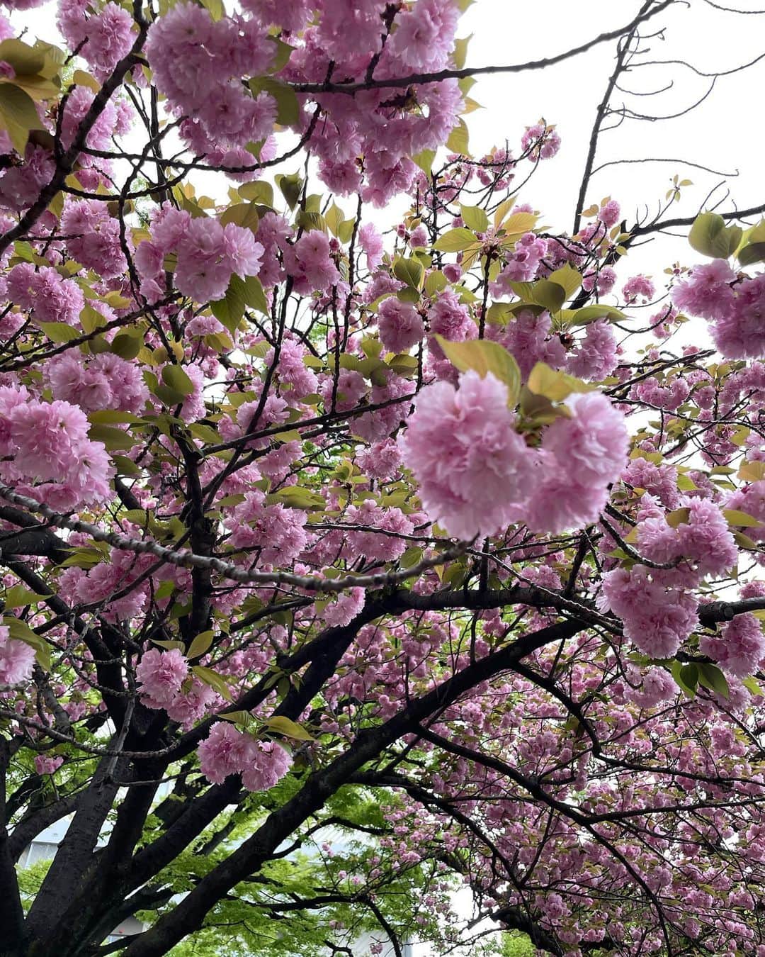 草間淑江さんのインスタグラム写真 - (草間淑江Instagram)「🌸  ソメイヨシノが終わったと思った頃に咲く八重桜。  浅草地元の公園、今満開🌸  もりもりなお花が可愛いですね💕  #八重桜🌸 #満開#モリモリのお花」4月8日 15時53分 - yoshie_kusama