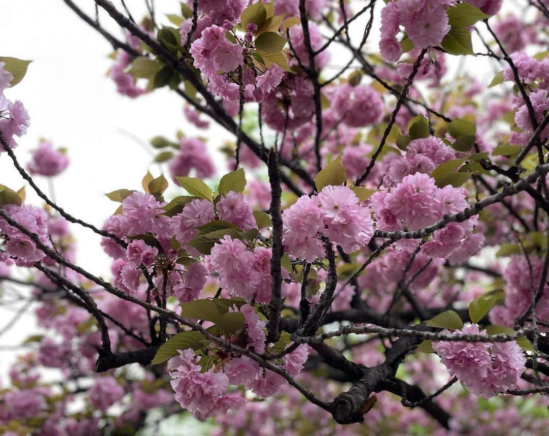 草間淑江さんのインスタグラム写真 - (草間淑江Instagram)「🌸  ソメイヨシノが終わったと思った頃に咲く八重桜。  浅草地元の公園、今満開🌸  もりもりなお花が可愛いですね💕  #八重桜🌸 #満開#モリモリのお花」4月8日 15時53分 - yoshie_kusama