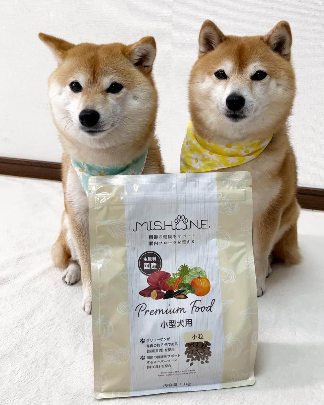 豆柴 サニーちゃんさんのインスタグラム写真 - (豆柴 サニーちゃんInstagram)「. HELLO〜こんにちわん🐻🐶🌻 今日は4/8 柴の日だね🥳 . さにらむちゃんお試し中の フレッシュな厳選素材を粒に凝縮したフード ✨ミシュワン✨ . 美味しいカリカリ音が響く〜.･*’’*･.♬.･*’’*･.♬ この音って心地よいんだよねぇ🥰 . サニーちゃんがラムちゃんをチラって 気にしてるのが面白い🤭 どれだけ食べてるのが気になるのか 残すのを期待して食べようとしてるか🤣 もちろんふたりとも完食しました！ . 当たり前なんだけど、人間もわんこも 健康な丈夫な体って食べ物から作られるから 安心できるちゃんとしたものを選びたいよね🥩🐟🍚 . こちらのミシュワンさんのフードは ✨獣医師/ペット栄養管理師が監修の国産無添加フード ✨新鮮素材を使ったヒューマングレード品質 ✨保存料/着色料フリー ✨関節ケア(炎症緩和)に期待出来る緑イ貝🐚配合 ✨涙やけ/毛並み改善に期待出来る    オメガ3を含む"まぐろ"使用 ✨お腹の環境を整え、便通/アレルギー改善 ✨涙やけの改善も期待される"乳酸菌"配合 . などなど〜いいこといっぱい〜🙌 . 初回お試しが550円(税込み)なので 気になる方はぜひ🥳 ストーリー、ハイライトから飛べます✈️ . みんな元気で長生きしようね🐻🐶🐵🌻 . . @mishone_official #ミシュワン#ドッグフード #プレミアムドッグフード#無添加ドッグフード#pr . #柴犬#豆柴 #赤柴#豆柴子犬#豆柴多頭飼い #まめしば#しばいぬ#サンデイいぬ組#anicas#shiba_snap #shibainu#shiba#mameshiba#shibastagram #豆柴サニーちゃん#豆柴ラムちゃん#さにらむ #さにらむ2023」4月8日 16時09分 - sunny_rei_32