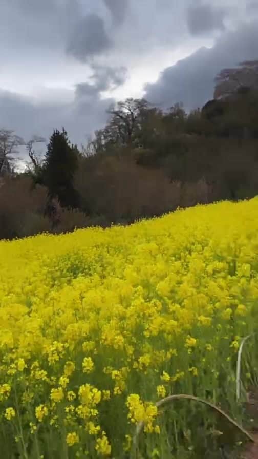 三津谷亮のインスタグラム：「・ ・  花見山公園  ゲリラ配信🦍  ・ ・」