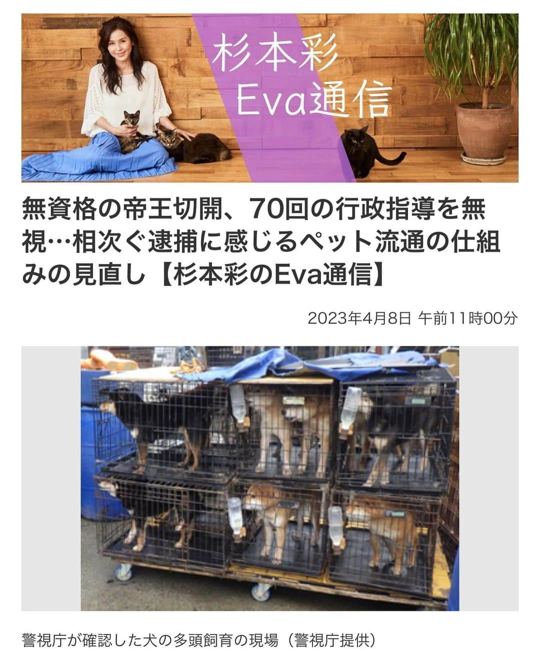 杉本彩さんのインスタグラム写真 - (杉本彩Instagram)「#Repost @evaanimal with @use.repost ・・・ 最新のコラム「杉本彩のEva通信」は、2月3月と立て続けに報道された繁殖事業者の動物虐待事件から、法改正の必要性についてまとめました。 どんなに細かい縛りを法律や省令に設けても、適正に運用されなければ何も変わりません。現状の悪質事業者への行政の対応と、現行法の限界を考えれば、まず簡単に事業を始められないようにすることが今後必要です。ぜひご覧下さい。  https://www.fukuishimbun.co.jp/articles/-/1760380 ※ストーリーからリンクしています #登録制から許可性に #幼齢動物の販売禁止 #動物愛愛護法改正 #緊急一時保護 #杉本彩 #動物環境福祉協会eva」4月8日 16時31分 - sugimoto_aya0719