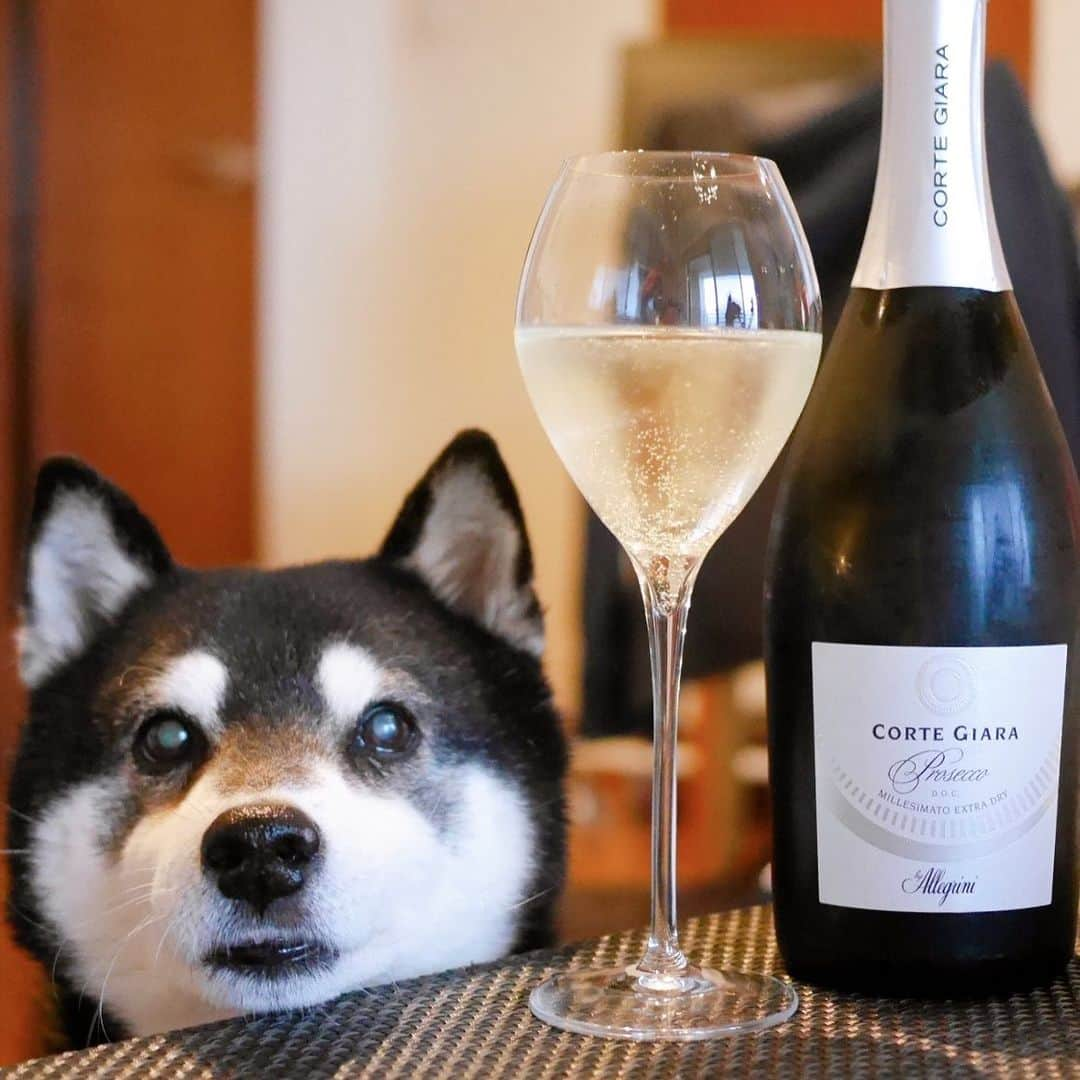 くろさんのインスタグラム写真 - (くろInstagram)「🐶🍾  #目線の先にはおやつ #エノテカ #ENOTECA #ForAllWineLovers #コルテジャーラプロセッコミッレジマートドライ #cortegiara #cortegiaraprosecco #プロセッコ #エノテカワイン部 #デイリースパークリング #デイリー泡 #わんこのいる暮らし #柴犬のいる暮らし #黒柴のいる暮らし #イッヌのいる暮らし #柴犬 #黒柴 #イッヌ #晩酌犬 #スマイル犬 #スマイル豆 #smiledog #shibadog #shibainu #shibastagram #blackshiba #kuroshiba #instadog #dogstagram」4月8日 16時55分 - m6bmw