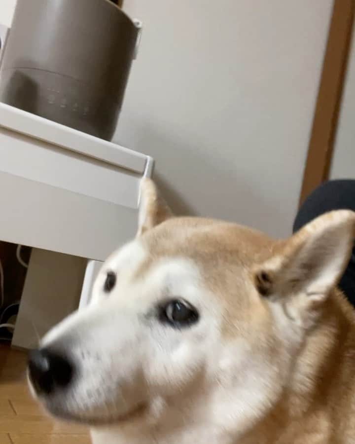 こなつのインスタグラム