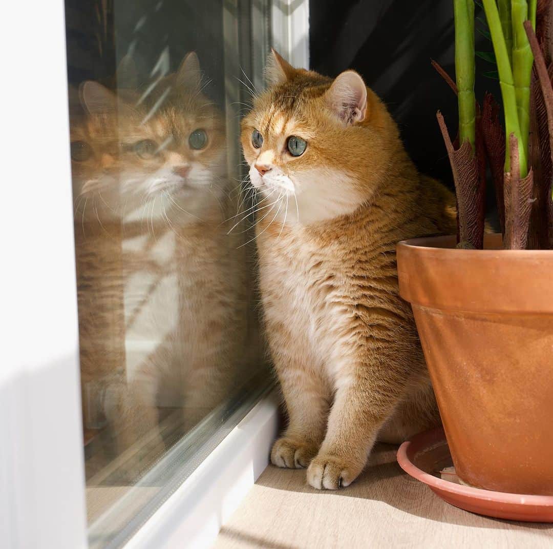 のインスタグラム：「How many Hosico are there? ☝️」