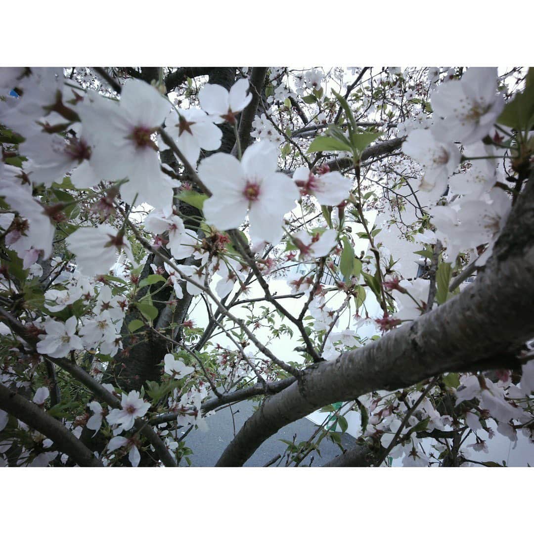 長尾寧音さんのインスタグラム写真 - (長尾寧音Instagram)「🌸 ⁡ ⁡ ⁡ ギリギリ桜と一緒に写真撮れた☺️🌸 ⁡ ⁡ ⁡ ⁡ ⁡ ⁡ #papershoot」4月8日 17時47分 - nagaoshizune_official