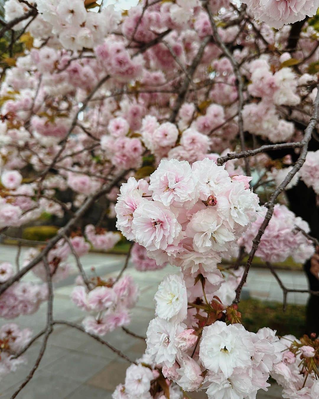 山本彩未のインスタグラム：「. 今日綺麗な桜🌸みつけた👼 . . . . #桜#🌸」