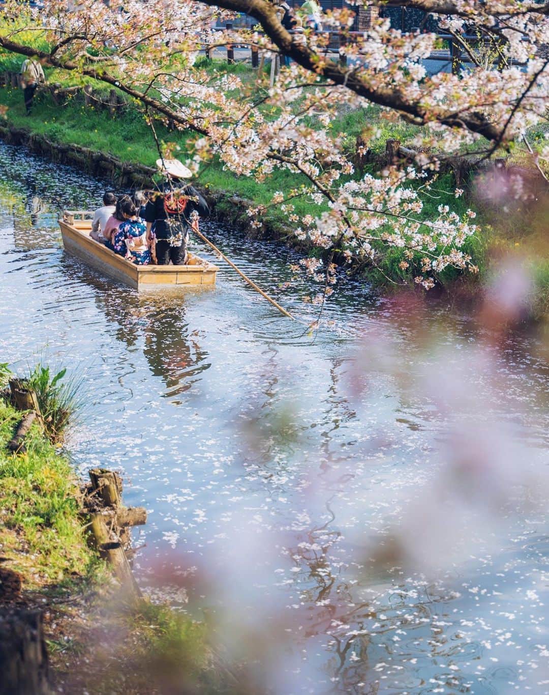 Sherryさんのインスタグラム写真 - (SherryInstagram)「ㅤㅤㅤㅤㅤㅤㅤㅤㅤㅤㅤㅤㅤ ㅤㅤㅤㅤㅤㅤㅤㅤㅤㅤㅤㅤㅤ この景色を撮りに行ったんだけど まさか舟に乗れるとは思っていなかった ㅤㅤㅤㅤㅤㅤㅤㅤㅤㅤㅤㅤㅤ ちょうど散り始めで桜色に染まった川のまんなかを 桜吹雪の中ゆらりゆらりと船が進んでいく ㅤㅤㅤㅤㅤㅤㅤㅤㅤㅤㅤㅤㅤ 大好きな川越に最高のタイミングでくることができて 贅沢すぎる時間だった…🌸 ㅤㅤㅤㅤㅤㅤㅤㅤㅤㅤㅤㅤㅤ ㅤㅤㅤㅤㅤㅤㅤㅤㅤㅤㅤㅤㅤ -------------------------------- 📍 #川越 #新河岸川 #川越氷川神社  🗺 埼玉県川越市 🏷 #埼玉観光 #埼玉旅行 #土曜日の小旅行 #お花見  --------------------------------」4月8日 17時58分 - sherry_1113