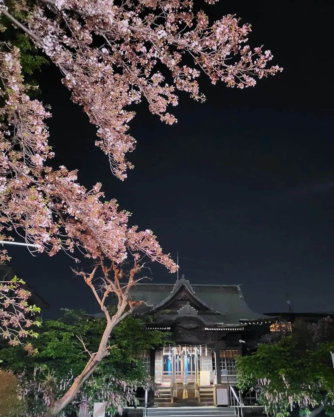 早川真生のインスタグラム：「帰り道のおさんぽ⛩️🌸⁡ 夜桜もいとおかし👐🩷」
