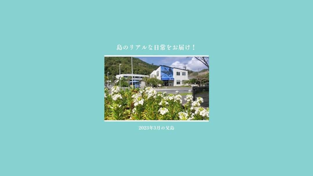 小笠原村観光協会のインスタグラム：「【島の日常をお届け！】2023年3月の父島  小笠原諸島の父島の生活ってどうなの？ 観光の楽しみ方は？ 月ごとの小笠原はどんな感じなの？  そんな様々な疑問にお答えできるように、父島の日常やイベントなどをお届けするこの企画！ 今回は「2023年3月の父島」をお届けします！！  3月は、 クジラシーズン真っ盛り にっぽん丸来島 旅立ちの季節 花の季節 などがありました😃  #小笠原  #小笠原諸島  #父島  #ogasawara  #boninisland  #ogasawaraisland  #島暮らし  #小笠原の日常  #離島暮らし  #ここも東京  #船で24時間  #船のある風景  #にっぽん丸  #海  #海水浴  #シュノーケリング  #ダイビング  #diving  #海のある生活  #boninblue  #ボニンブルー  #クジラ  #ザトウクジラ  #ホエールウォッチング  #whale #島レモン  #ボニンコーヒー #固有種 #ogasawalove  #3月の小笠原  ○*:.。..。.。o○○*:.。..。.。o○○*:.。..。.。o○  小笠原へのご旅行を検討されてる方は、宿泊施設やガイドツアーの情報など小笠原村観光協会のホームページを参考にしてみてください♪ メールやお電話にてパンフレットのご請求も承ります！  ○*:.。..。.。o○○*:.。..。.。o○○*:.。..。.。o○」