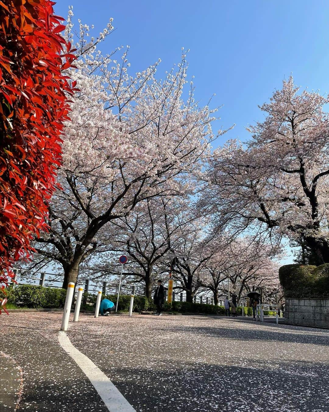 天舞音さらさんのインスタグラム写真 - (天舞音さらInstagram)「一年で1番好きな季節🌸  雨の日が続いたから、今年はお花見諦めかなぁと思ってたけど、なんとか晴れのタイミングで滑り込み成功😊😊👍  来年はもう少しゆっくり見れるかなぁ☺️🫶  #お花見#桜 #cherry blossoms」4月8日 18時41分 - sara.amane