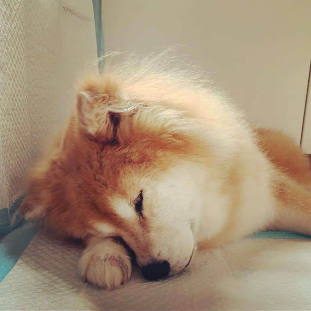 Coffeeさんのインスタグラム写真 - (CoffeeInstagram)「文靜地睡搞搞 sleep quietly #coffee_and_apple #13歲蘋果#shibainu」4月8日 18時33分 - coffee_and_apple