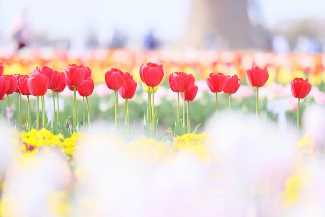 kiccyomuのインスタグラム：「☔️ 2023.04.08 Sat #佐倉ふるさと広場 今年は、花の開花が早く こちらの #チューリップ 🌷は もうすでに満開見頃📷  な〜らんだ🎵  ならんだ🎵🌷  location #千葉 ❣️ 📷撮影 2023年4月5日」