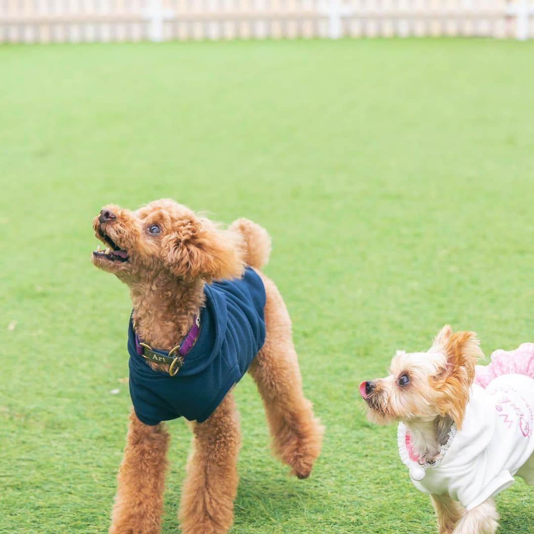 シーサイド リビエラさんのインスタグラム写真 - (シーサイド リビエラInstagram)「＼場内にドッグスペースがオープン🐶🐾／  待望のドッグスペース「DOGGY GARDEN」がついに…‼︎ リビエラ逗子マリーナにプレオープンしました✨  スペースキーポイントにお泊まりのお客様は、ご滞在中お好きな時にご利用いただけます。  マリブファームカフェでテイクアウトしたドリンクを片手に、自由に遊ぶ愛犬の可愛らしい姿を見守り癒されてください🌱  この春スペースキーポイントでは、愛犬同伴のお客様へのサービスが充実化いたしました🌷  チェックイン後に人間のお客様にウェルカムスイーツをお出ししているタイミングで、ワンちゃんにもウェルカムトリートをお出ししております。 可愛いおやつ3種よりお好みのものをお選びください。なんと、ワンちゃん自らがお選びになることもございます😍  またソファ・ベッドでワンちゃんがご家族とご一緒におくつろぎになれるよう、カフェマットを常設しております。 ソファ・ベッドにのられる際、ワンちゃんはこちらのマットの上でお過ごしください。  元気なうちにたくさん素敵な思い出を共有したいものです😎  どこにいても絵になるグランピングホテル、愛犬との記念旅行にいかがでしょう？✨  DOGGY GARDEN 営業時間 平日  11:00～18:00 土日祝 10:00～18:00  ✔ご予約は @spacekeypoint プロフィールURLから  #spacekeypoint #スペースキーポイント #リビエラ逗子マリーナ #逗子マリーナ #グランピング #グランピング関東 #グランピングリゾート #わんことお出かけ #犬と旅行 #わんこと旅行 #愛犬と旅行 #犬と泊まれる宿 #わんこと泊まれる宿 #愛犬と泊まれる宿 #いぬのいる暮らし #いぬすたぐらむ #ホカンス #ステイケーション #ホテルステイ #ワーケーション #リゾートホテル #オーシャンビューホテル #絶景ホテル #神奈川ホテル #鎌倉ホテル #鎌倉観光 #サウナ #プライベートサウナ #sauna #glamping」4月8日 18時53分 - spacekeypoint