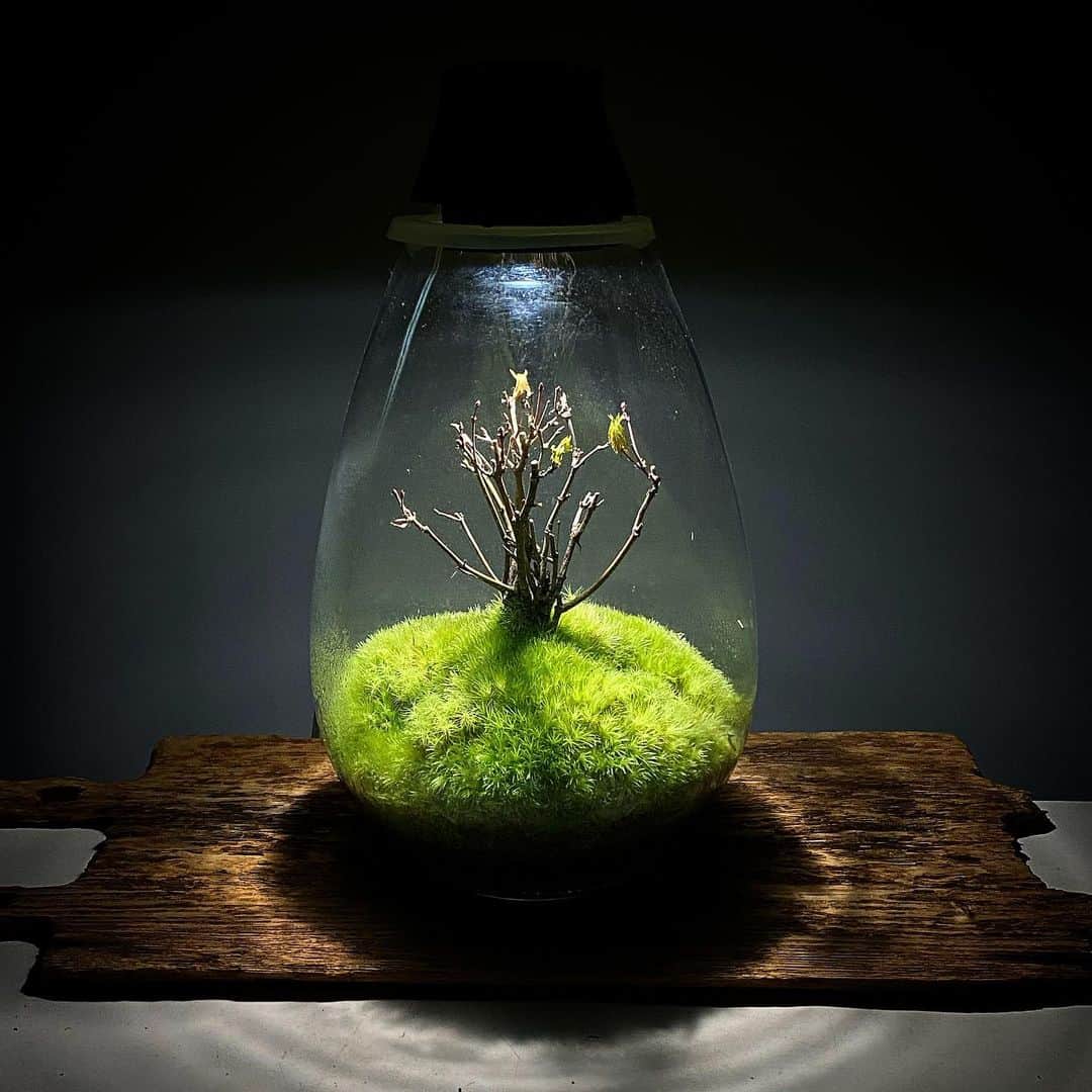 のインスタグラム：「Mosslight   #mosslight #モスライト  #terarium#テラリウム #moss#コケ#苔 #bonsai #ミニ盆栽」