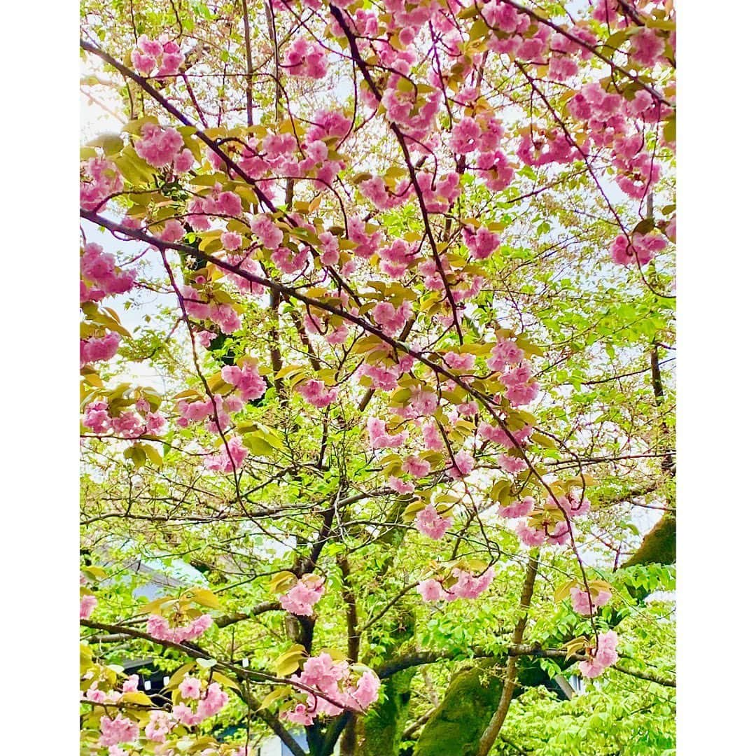勝恵子さんのインスタグラム写真 - (勝恵子Instagram)「すっかり八重桜。  #桜 #備忘録 #備忘録2023桜」4月8日 19時32分 - keiko.katsu