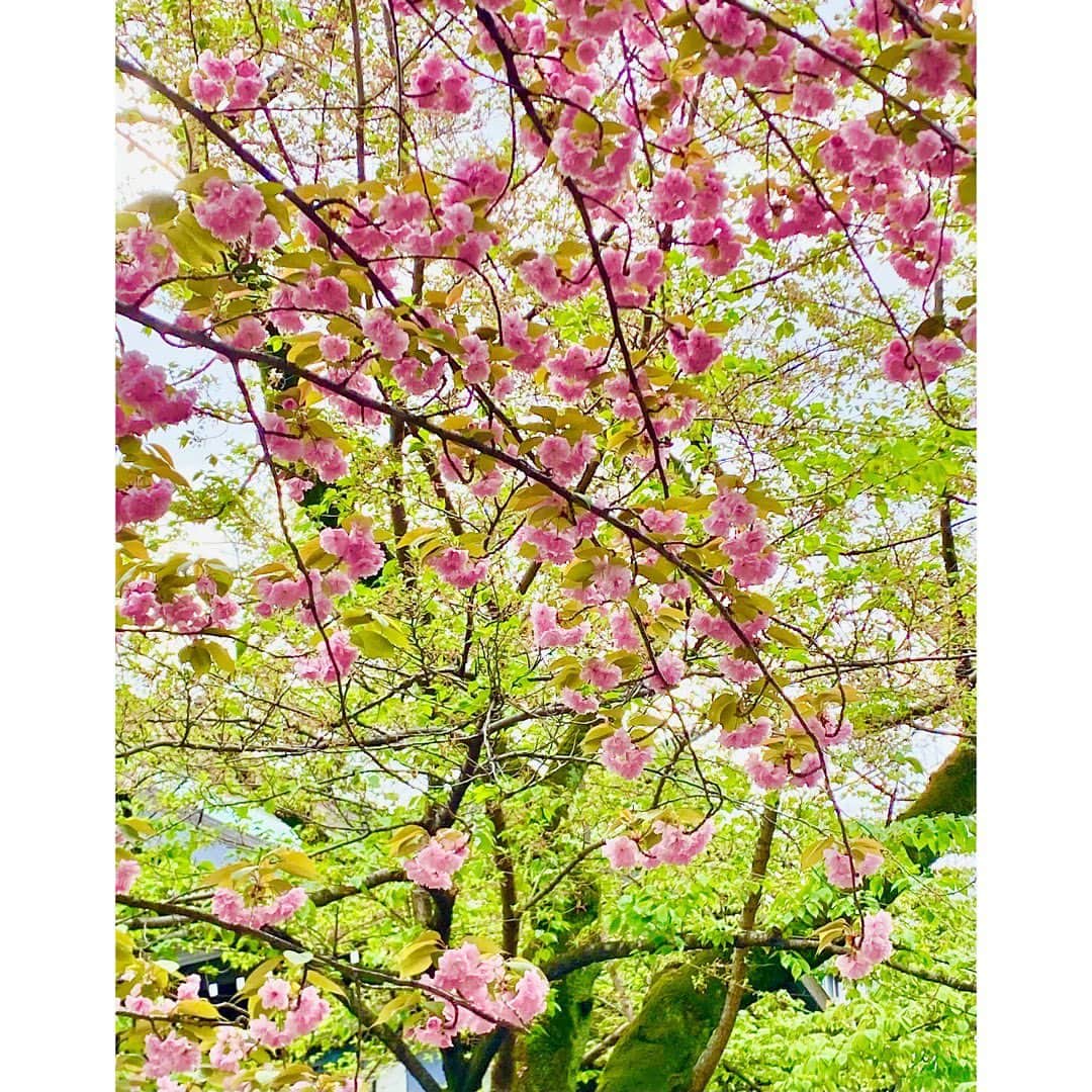 勝恵子のインスタグラム：「すっかり八重桜。  #桜 #備忘録 #備忘録2023桜」