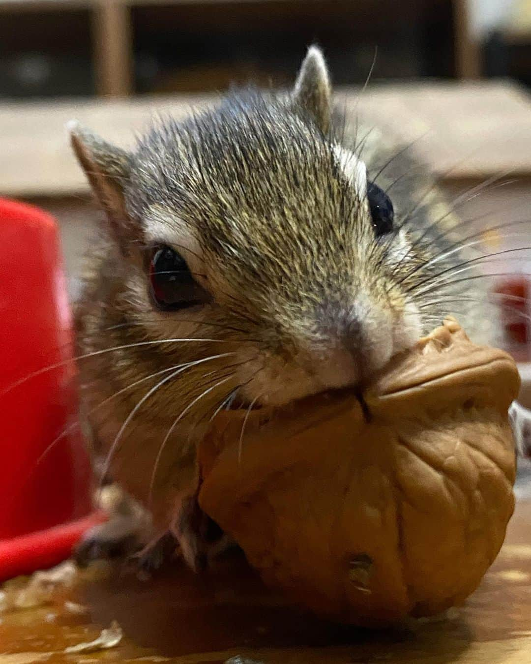 peace_0322のインスタグラム：「#リス#シマリス#ふわもこ部 今日は #土アップ祭 だよ😊」