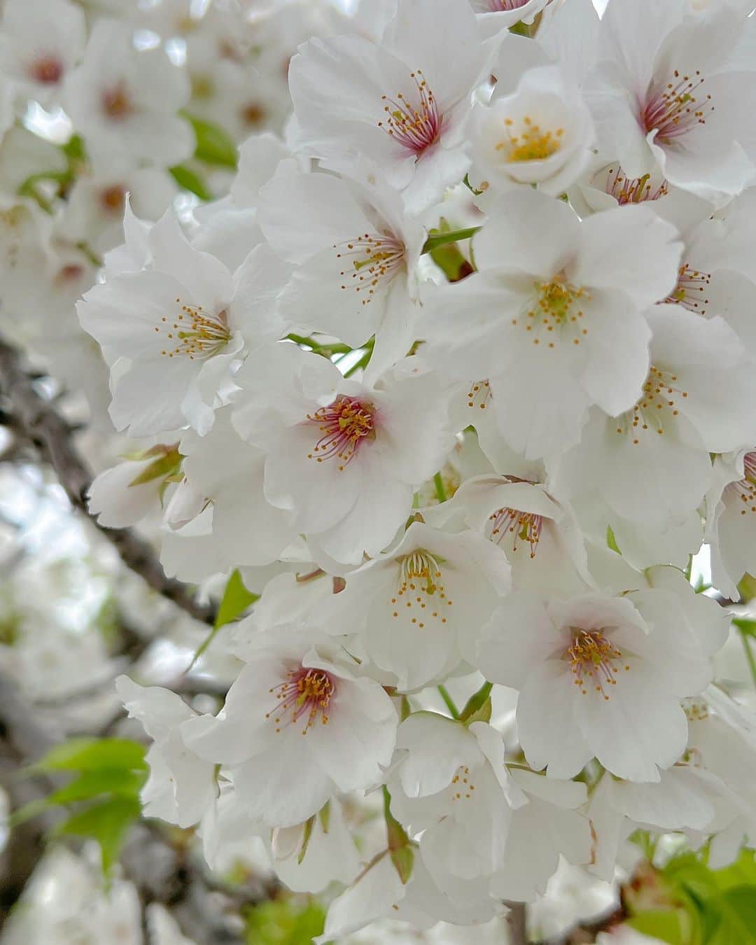 唯月みらいさんのインスタグラム写真 - (唯月みらいInstagram)「滑り込み桜納め🌸🌿 年々お花が好きになっていく🌸🌸🌸 花より団子🍡だったのに 最近はお花をしっかり見たい🥺🤍 今年もたくさん見れてうれしかった！ 好きだなぁ、桜( ᷇ᴥ ᷆ )🌸」4月8日 19時30分 - a_rin.popo