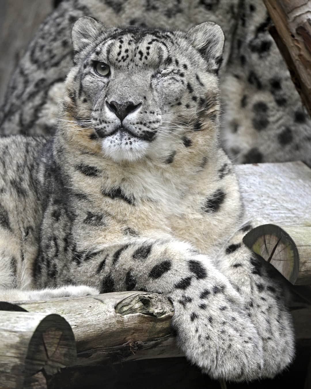San Diego Zooのインスタグラム：「Snow-body does a self pawtrait quite like Ramil   Snow leopards have the coolest snow shoes around - their paws. 🐾 Their extra large, furry paws keep them warm and allow them to walk on snow without sinking into it.   📸: Mike Wilson  #Caturday #SnowLeopard #MurderMittens #SanDiegoZoo」
