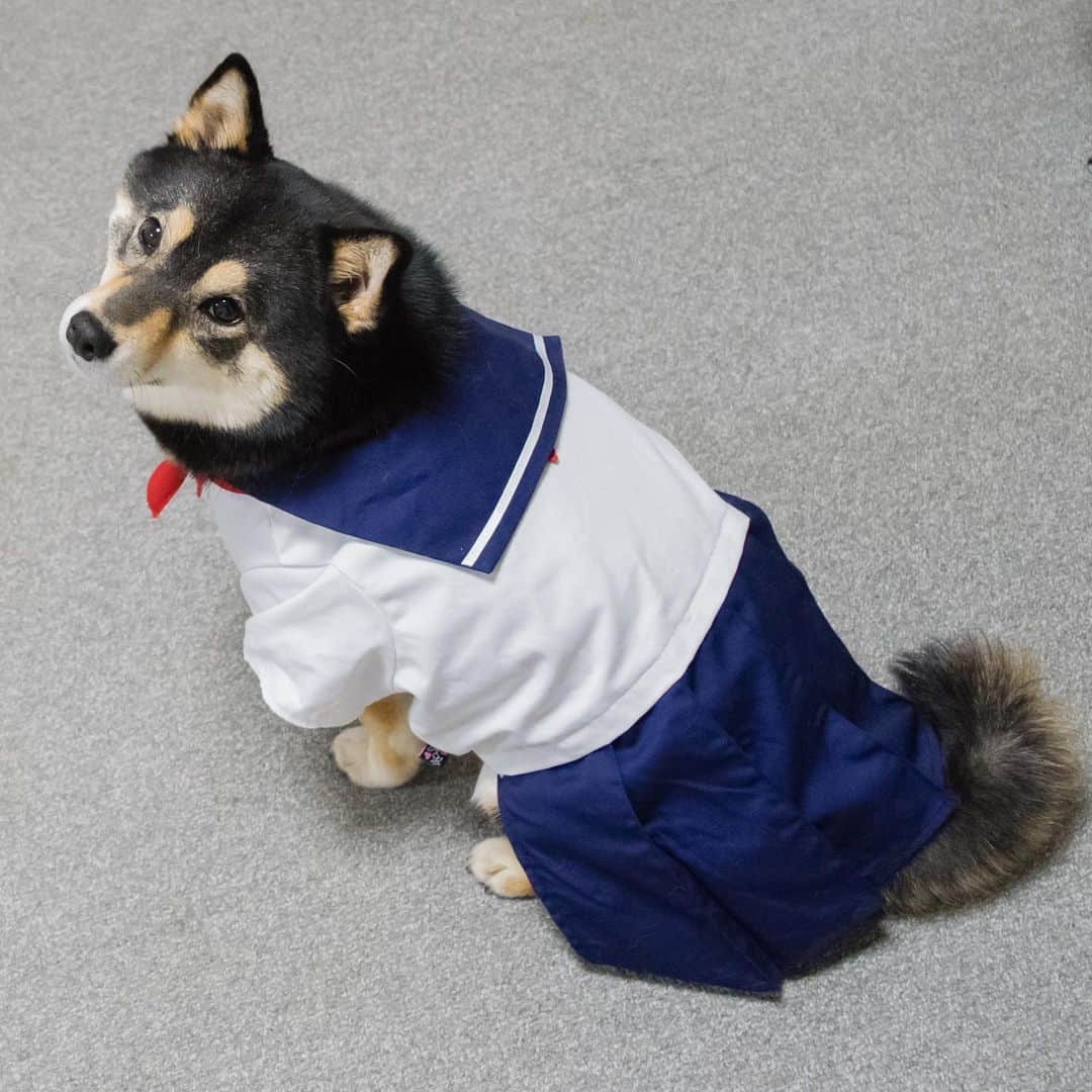 吾子のインスタグラム：「・ ・ ・ ・ ・ 新生活の皆わんも✨入学の方もおめでわん🐶💕 ・ あこわんも一桁年齢最後の年🐶💕がんばるぞー ・ ・ ・ ・ ・ ・ ・ ・ ・ ・ ・ ・ ・ ・ ・ ・ ・ ・ ・ ・ ・ ・ ・ ・ ・ ・ #まだまだ若いもんには負けないワンよ #食いしん坊🐶💕 #sapporo  ・ 北海道の柴犬 #柴北会 の皆ワン🐶お散歩ドロドロになるけどちゃんと足洗おうねー ・ #adorable #instadog#shibainu#dog#柴犬ライフ #instashiba#柴犬マニア #9gag #barked #kuroshiba#socute #cutedog#いぬのきもち #黒柴 #dogstagram_japan」