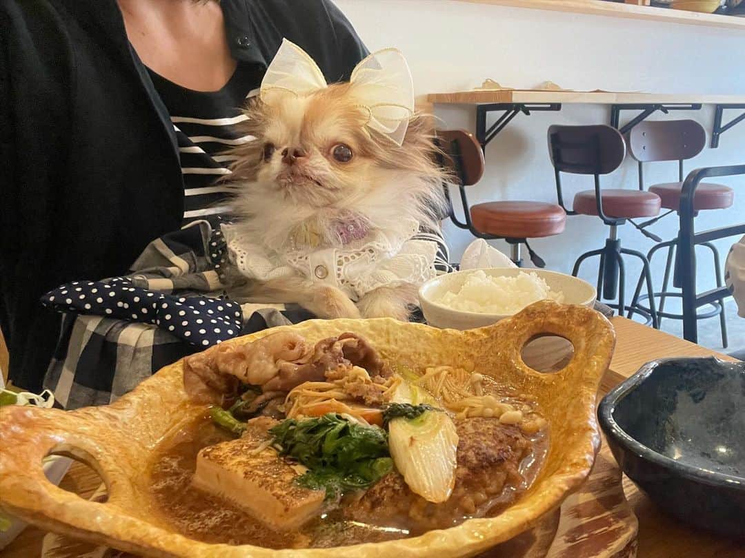 kayoのインスタグラム：「* * * ランチとデザート 🍴🍰 * ママいっぱい食べたね😋 * byらいち * * #チワワ #chihuahua #すき焼きハンバーグは斬新 #ケーキは3種盛り #ランチ * *」