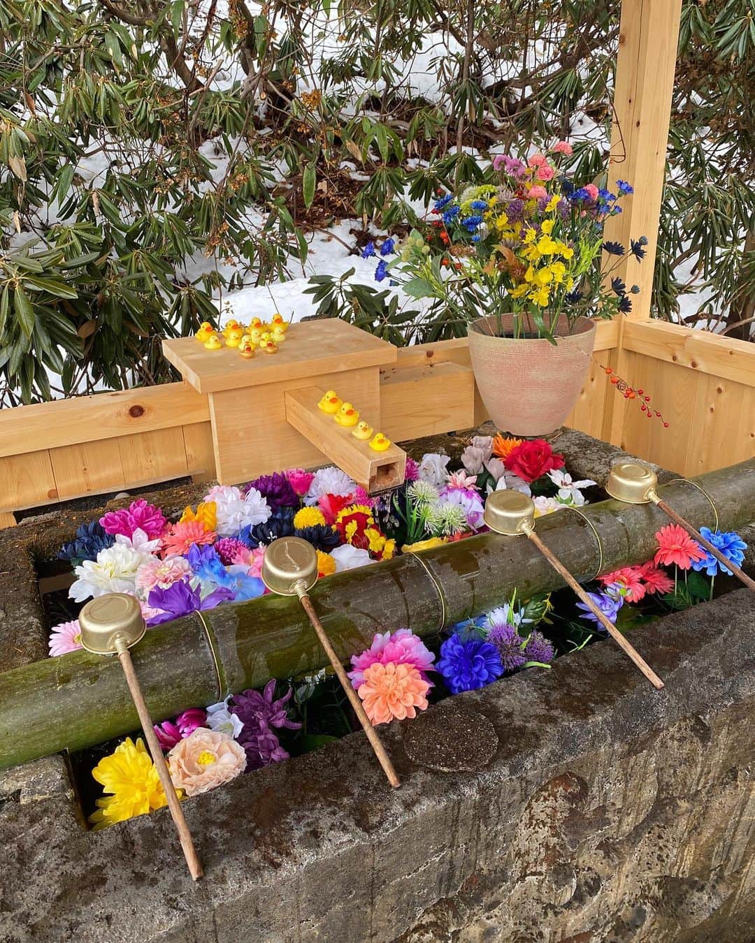 AIさんのインスタグラム写真 - (AIInstagram)「諏訪神社の花手水🌼🌸🐥 ＊ ＊ 可愛すぎた☺️❤️  これなら寒くても手洗いたくなるよね🙌  #群馬 #草津 #草津湯畑 #諏訪神社 #手水舎 #花手水 #花手水舎」4月8日 19時40分 - ai.0909.ai