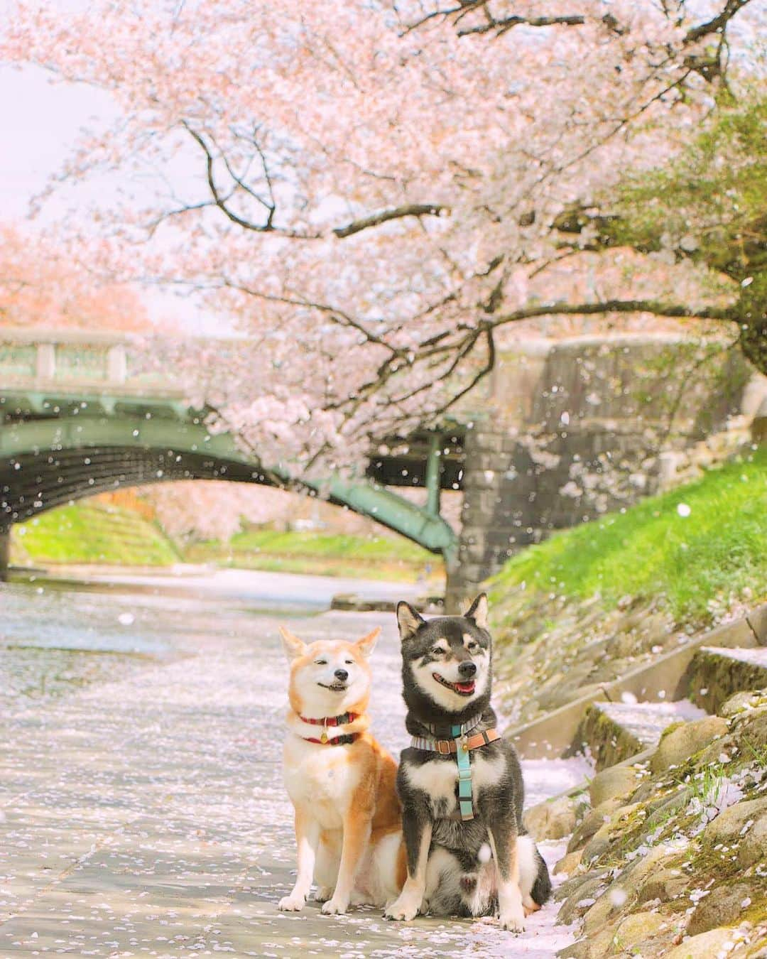 柴犬 けんしろう ゆりあのインスタグラム