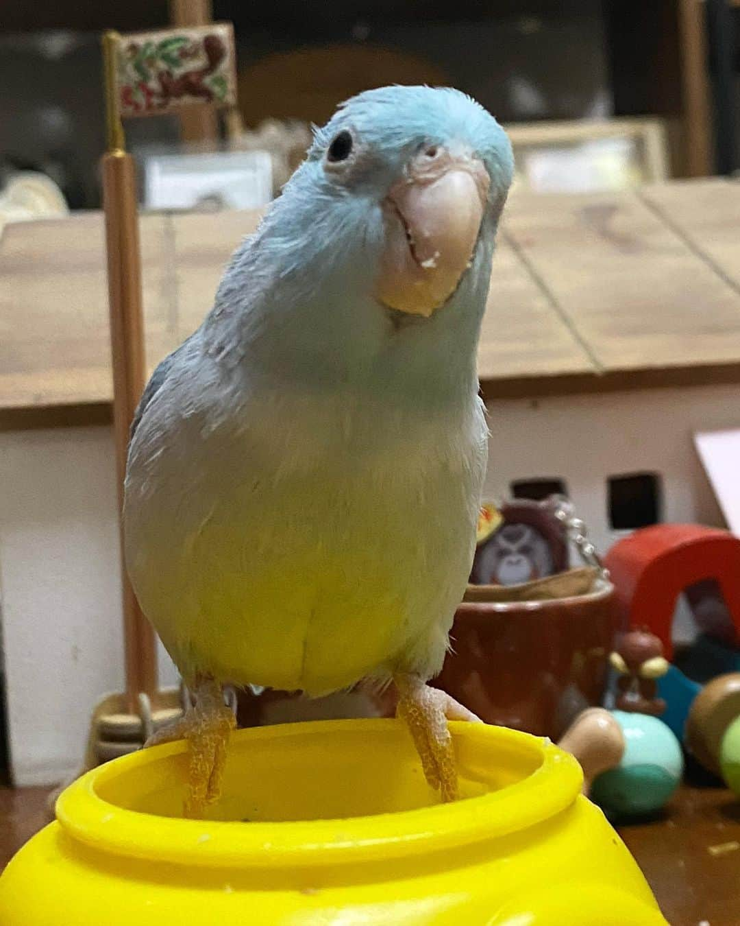 peace_0322さんのインスタグラム写真 - (peace_0322Instagram)「#リス#シマリス#インコ#マメルリハインコ#ふわもこ部 瑠璃ちゃんが落としたアーモンドの粉をせっせと食べてます😂」4月8日 19時47分 - peace_0322